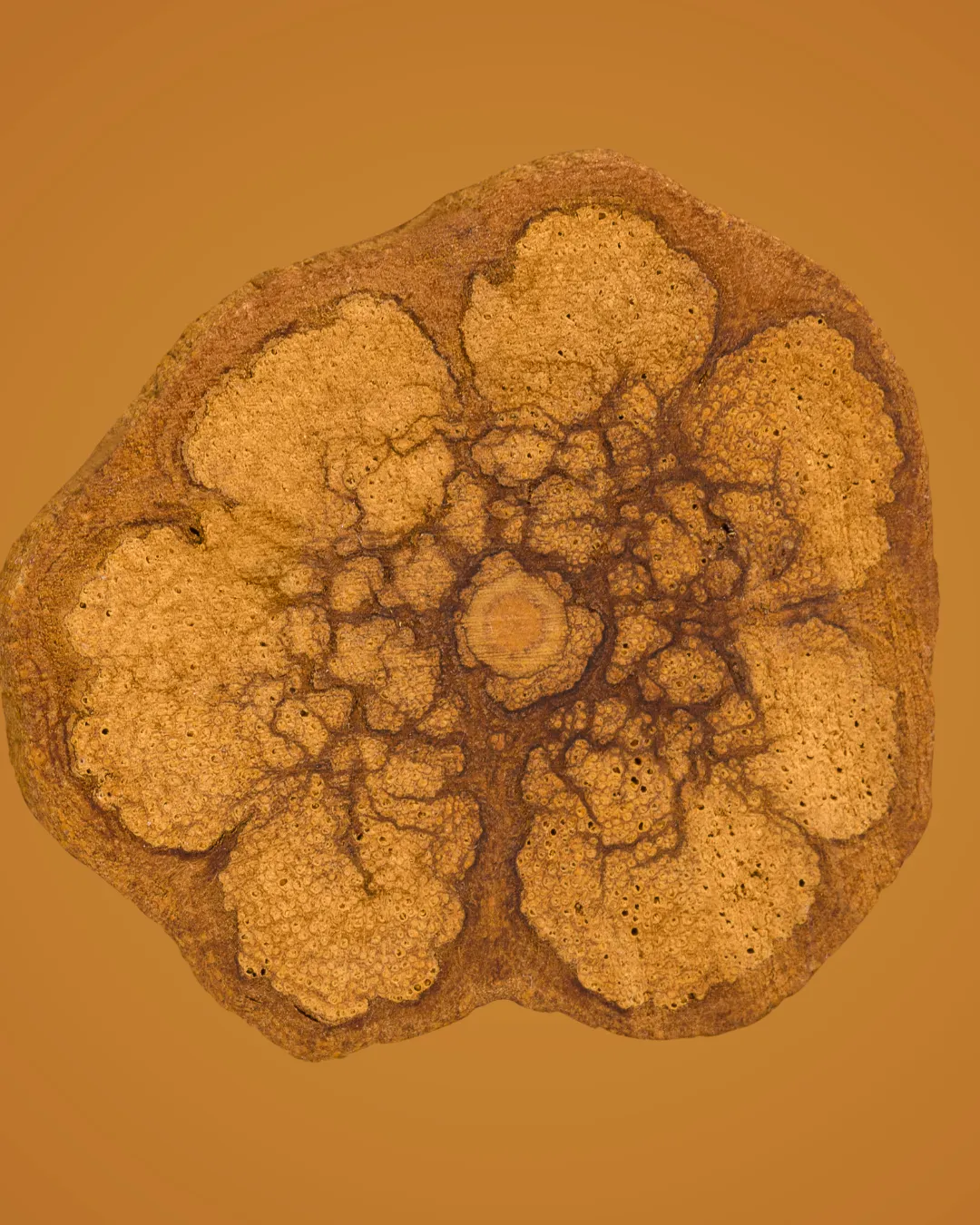 Ceremonial Plant Essence Bundle