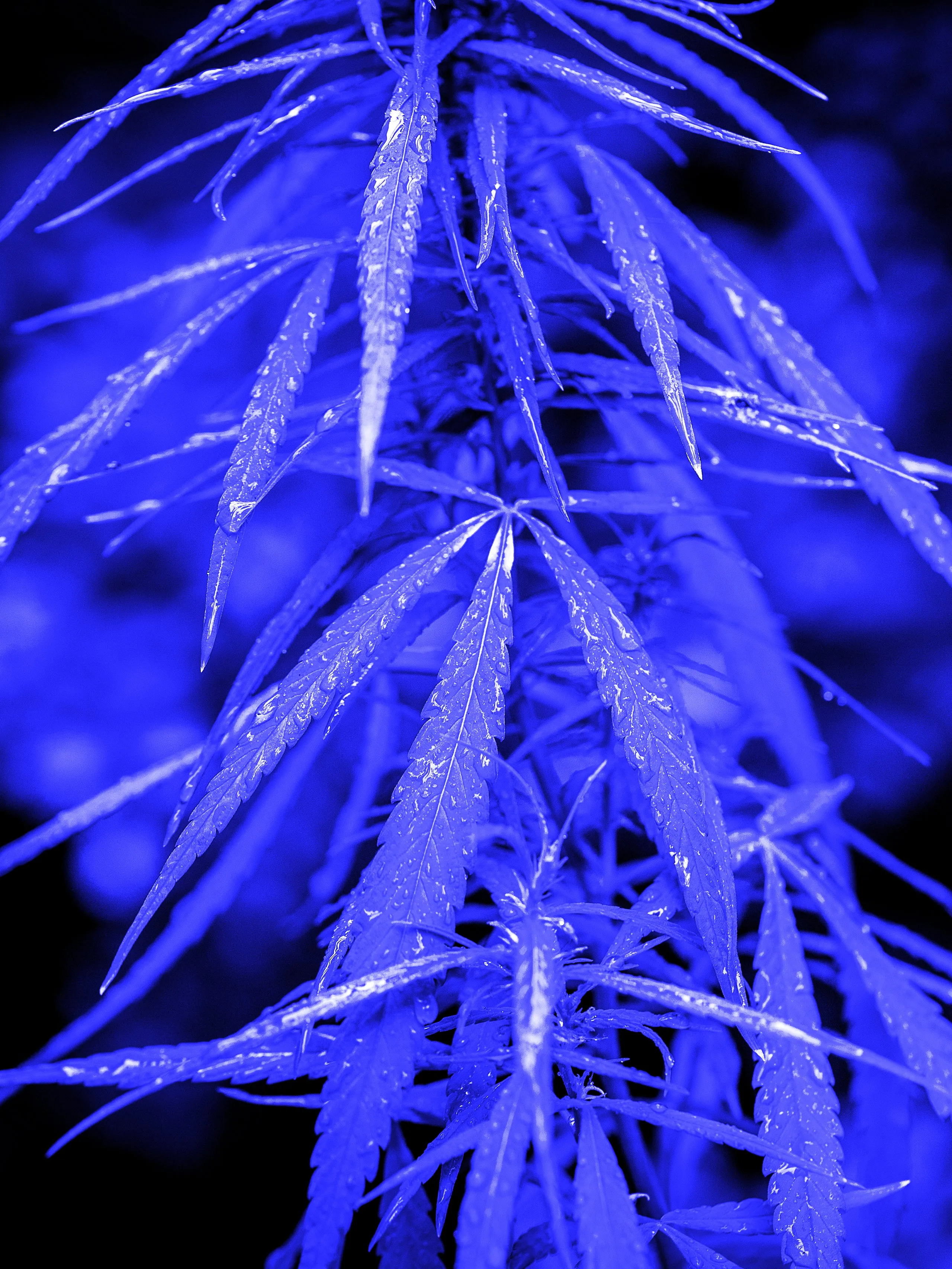 Ceremonial Plant Essence: Cannabis