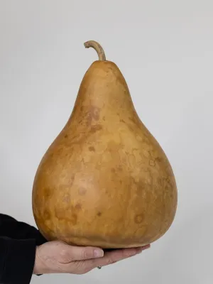 Dried 8 Inch Martin Gourd