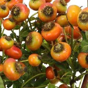 Light Red Rose Hips for Flower Design