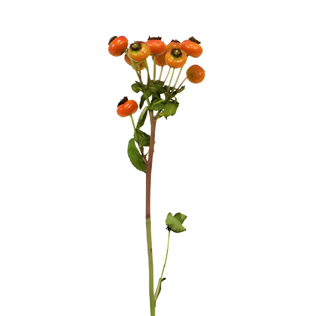 Light Red Rose Hips for Flower Design