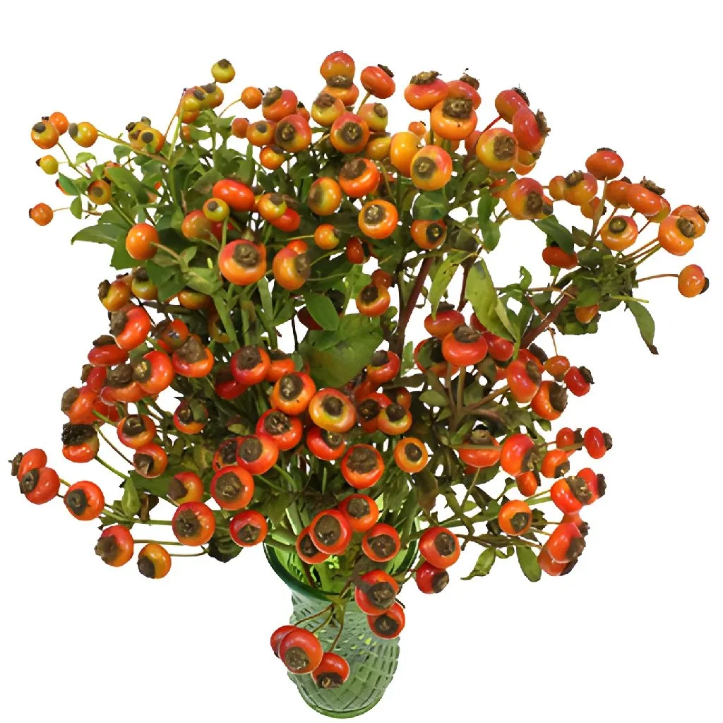 Light Red Rose Hips for Flower Design