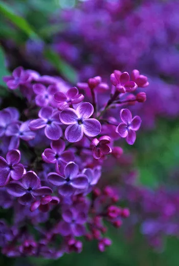 Lilac - <i>Syringa vulgaris</i>