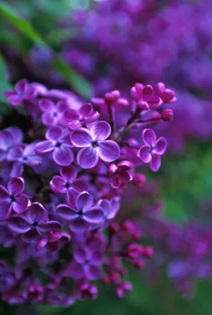 Lilac - <i>Syringa vulgaris</i>