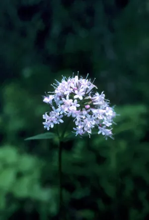 Valerian - <i>Valeriana officinalis</i>